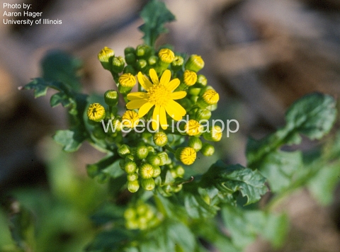 groundsel, cressleaf